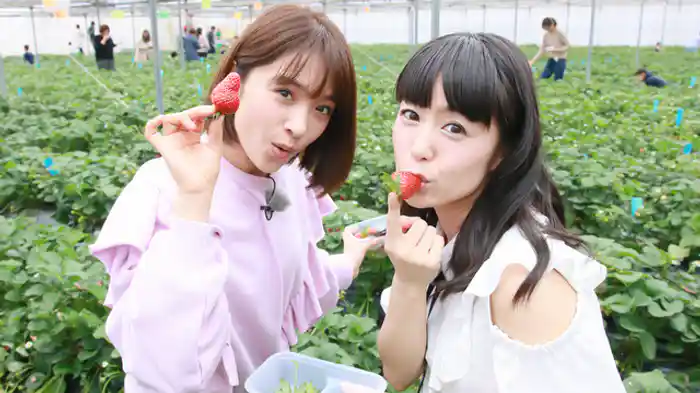 いちご狩り