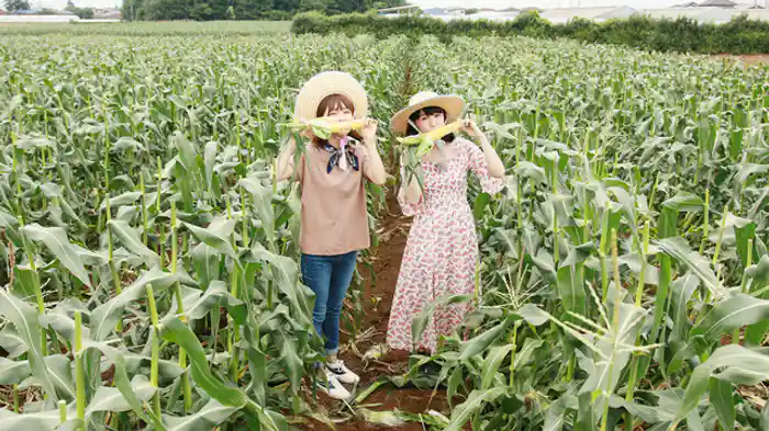 フルーツコーン狩り