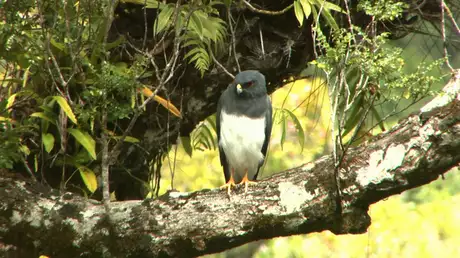ニューカレドニアで大発見！熱帯雨林の鳥類進化