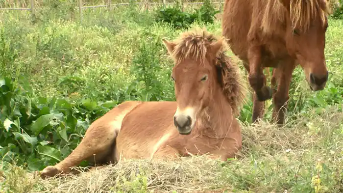 日本在来馬 ~ウマから見る日本人と家畜の関わり~