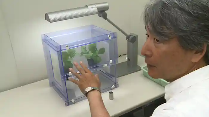 植物が会話する！？匂いが伝えるコミュニケーション