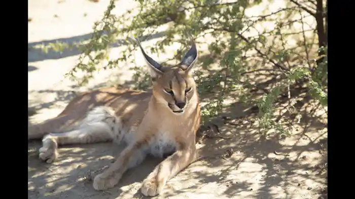ネコは必ず足から着地するってホント？