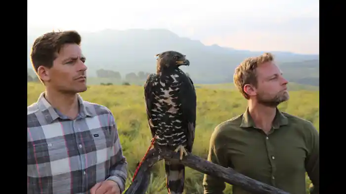 ワシは人間を持ち上げられるってホント？