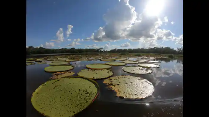 ピラニアは一瞬で食い尽くすってホント？