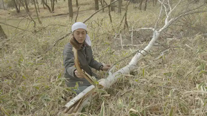 この道をゆけば 白樺