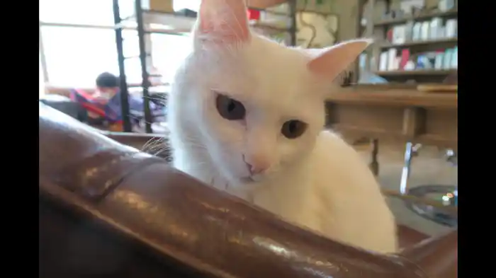 粋な江戸っ子 前編