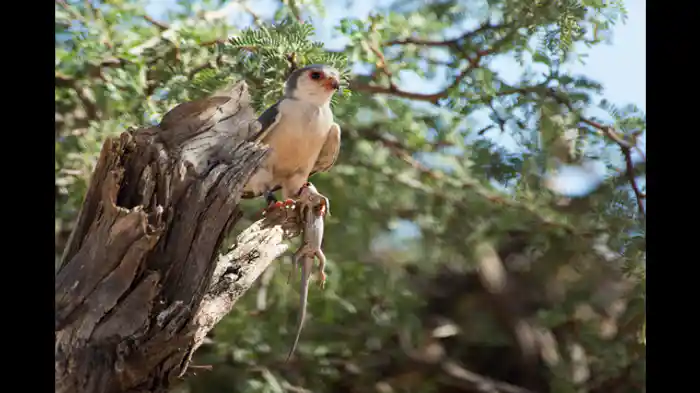 ハンガー・ゲーム