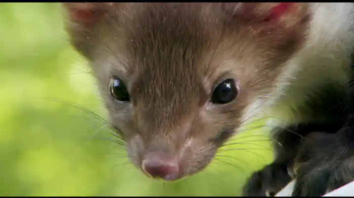 サバイバル・ソルジャー