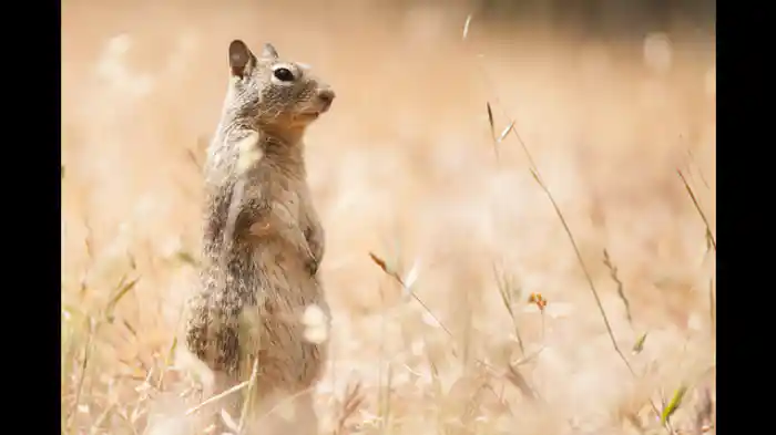 生まれながらのペテン師