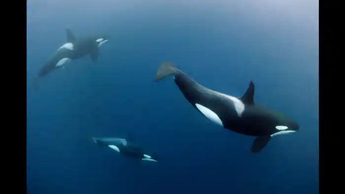 キテレツな晩餐