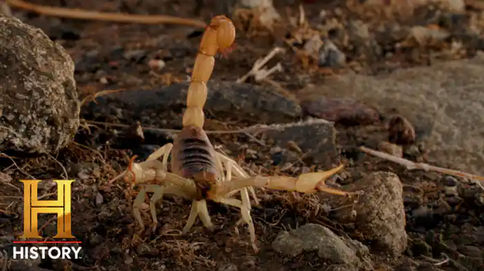 VS 最凶：スコーピオン・キング2種