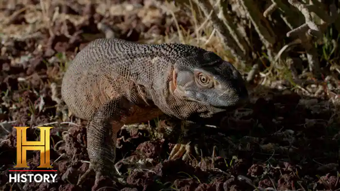 VS MAX咬合：巨大トカゲ2種