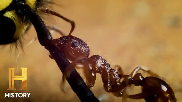 VS 小さな巨人：凶悪アリ