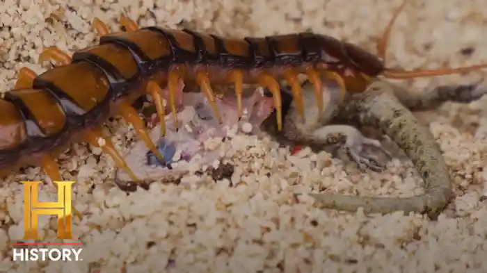 VS 絡み付く悪魔：ムカデ2種