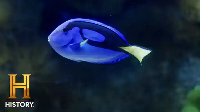 VS 水槽の怪物：ハギ/シャコ/アイゴ