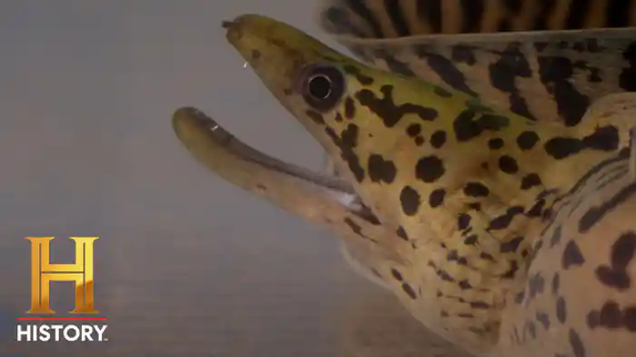 VS 新たな挑戦：電気ウナギ