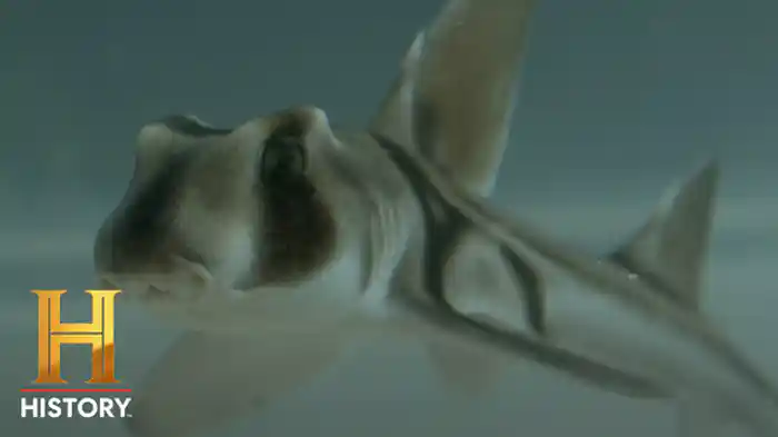 VS 隠された凶器：ネコザメ2種