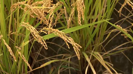 米と日本人 科学で見る稲の過去、危機にある棚田の今