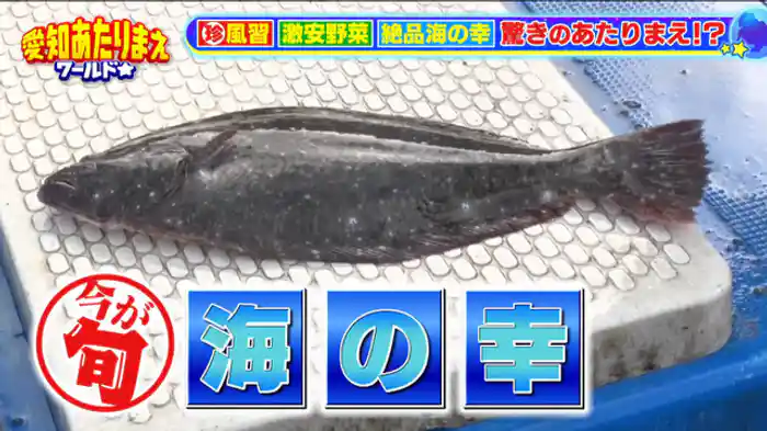 激安&激ヤバ風習SP!!稲沢&渥美半島…【稲沢】400円野菜詰め放題【渥美半島】旬!!ヒラメ三昧【美浜】全裸で真冬の海へ!!激ヤバ裸まいり【はま寿司】1,000円で16種食べる方法