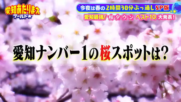 愛知最強“桜タウン”BEST10！！～豪華お花見弁当SP～ 県民が選ぶ1位は！?五条川か鶴舞公園か岡崎城か山崎川か 犬山城か豊橋公園か木曽川堤か！?この春見たい桜の絶景＆お花見にぴったりの絶品弁当！！春の拡大版SP