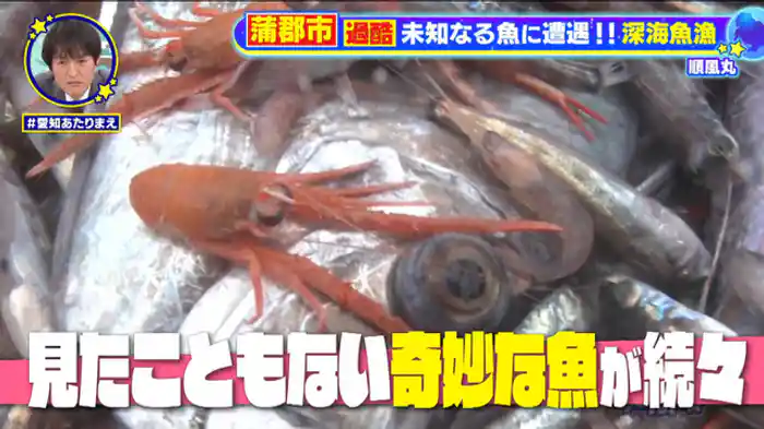 爆売れお魚グルメSP！！蒲郡＆知多半島＆碧南…【美浜町】魚太郎マル秘鮮魚タイムセール【蒲郡市】出張！！鮮魚店500円＆深海漁で巨大魚出た！！【中村区】台所で食べる韓国グルメ店【碧南市】秒グルメ