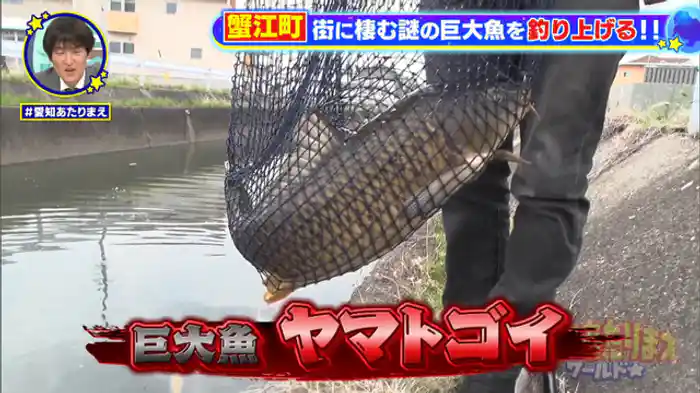 町に巨大魚いるいる！！半田＆蟹江＆女子大…【蟹江町】巨大魚が大量発生！？怪魚ハンターの聖地【半田市】激安マル秘海鮮丼＆本場肉グルメ【女子大小路】40種類ギョーザ【松坂屋】意外と知らないお得技