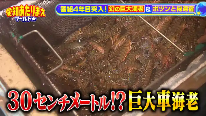 4年目突入!!巨大車エビ&爆売れ朝市&秘湯【篠島】30センチを超える!?伝説の巨大車エビ!!【設楽町】巨大キャンプ場に密着!ソロキャンパー人生劇場【超人気朝市】爆売れパン【特別企画】ポツンと秘境温泉!!