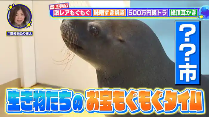激撮!生き物レア映像&新常識グルメSP【蒲郡】巨大カニ&海のギャングのモグモグ顔を激撮!【半田】「みそ」ですき焼きを食べる!?【中川区】究極の快感耳かき【豊田】世界最速の軽トラ乗り