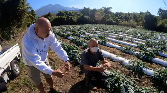 ノープラン旅で大捜索！桜島大根を探せ！
