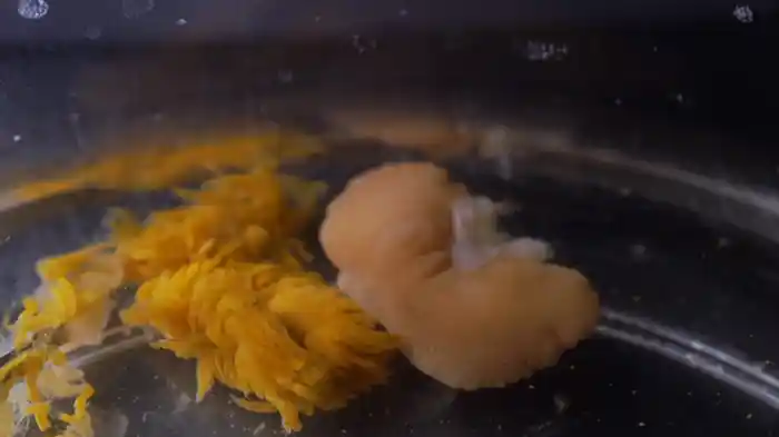 フクロムシの世界 宿主をメス化する寄生生物