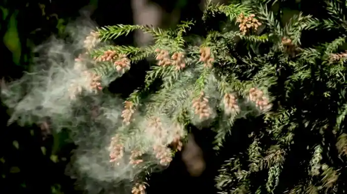 アレルギー研究 最前線 抑え込み、治すことはできるのか?