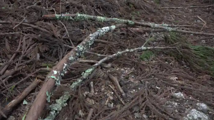 地衣類の世界 身近な謎多き生命体