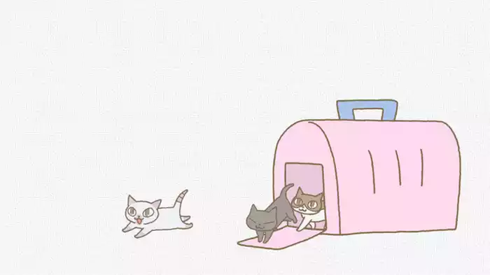 「5にゃん来訪」
