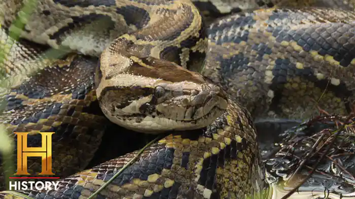 スーパー・スネーク