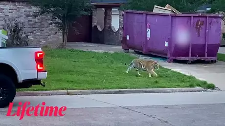 隣人のペットは虎？