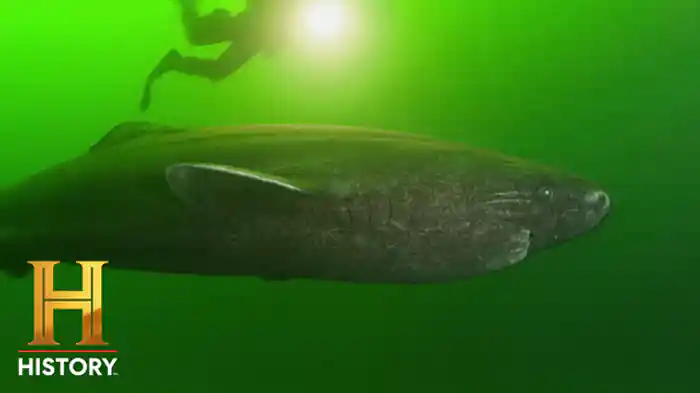 ネッシーの正体