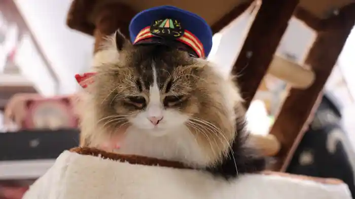 うまくいかないにゃ…