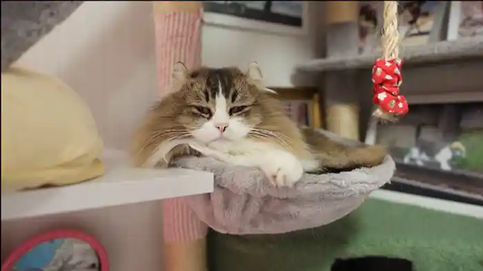 気が合わないにゃ…