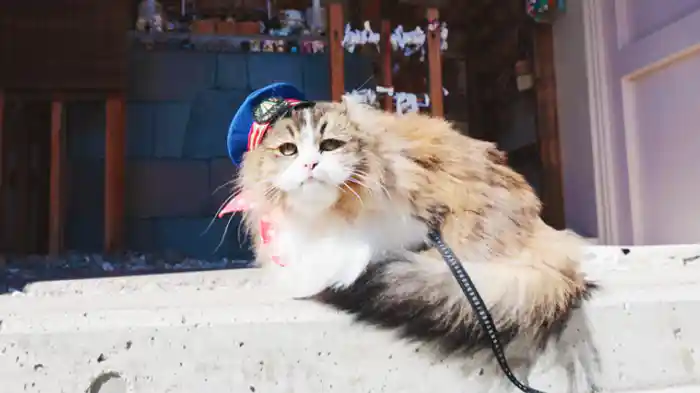 お出かけするにゃ!