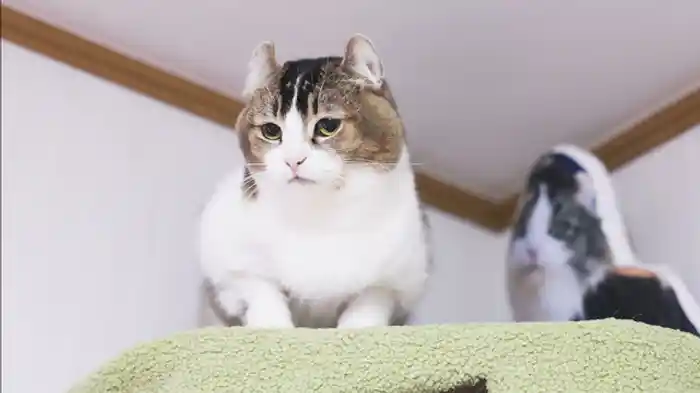 兄妹ケンカだにゃ!