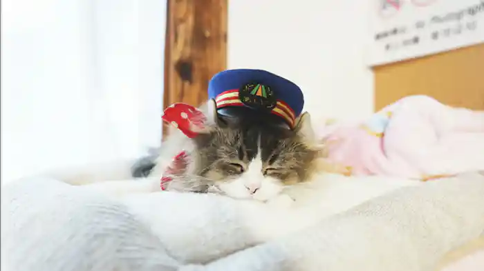 お休みするにゃ…