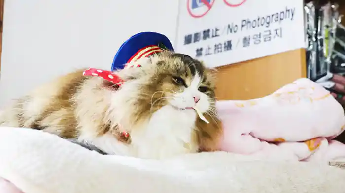 駅長も幸せだにゃ!