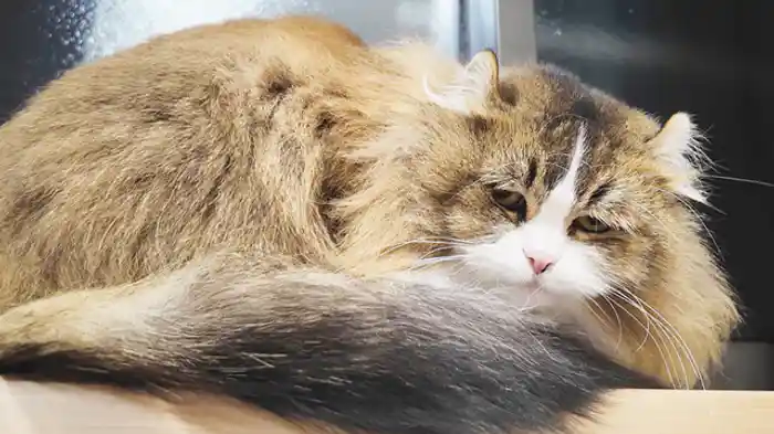 きょうもマイペースだにゃ!