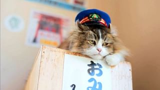 にゃお_送料込50,000円_6/10 ふにゃ〜り日和 #17 安全を願うにゃ！(TV番組・エンタメ / 2024