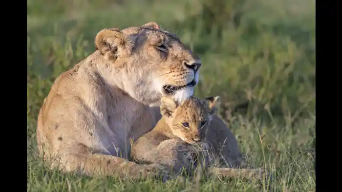 懐かしのマサイマラ