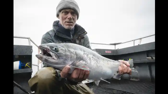 キングサーモンの行方