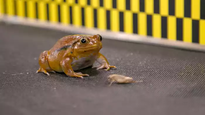 トマトガエル