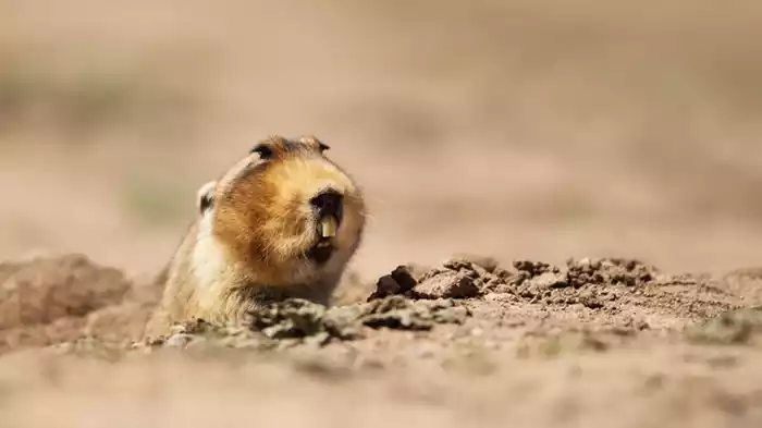 フタイロデバネズミ
