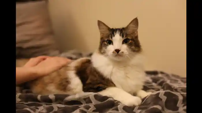 にゃんこ危機一髪