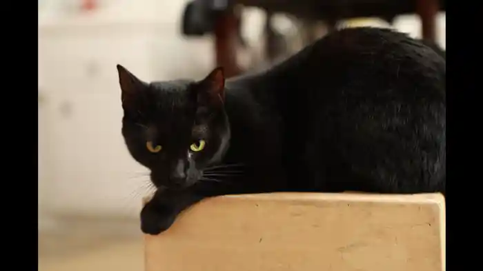 同居わんこの苦悩